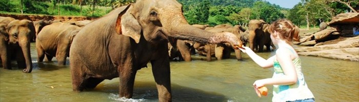 Negombo - Pinnawala - Kandy Tour